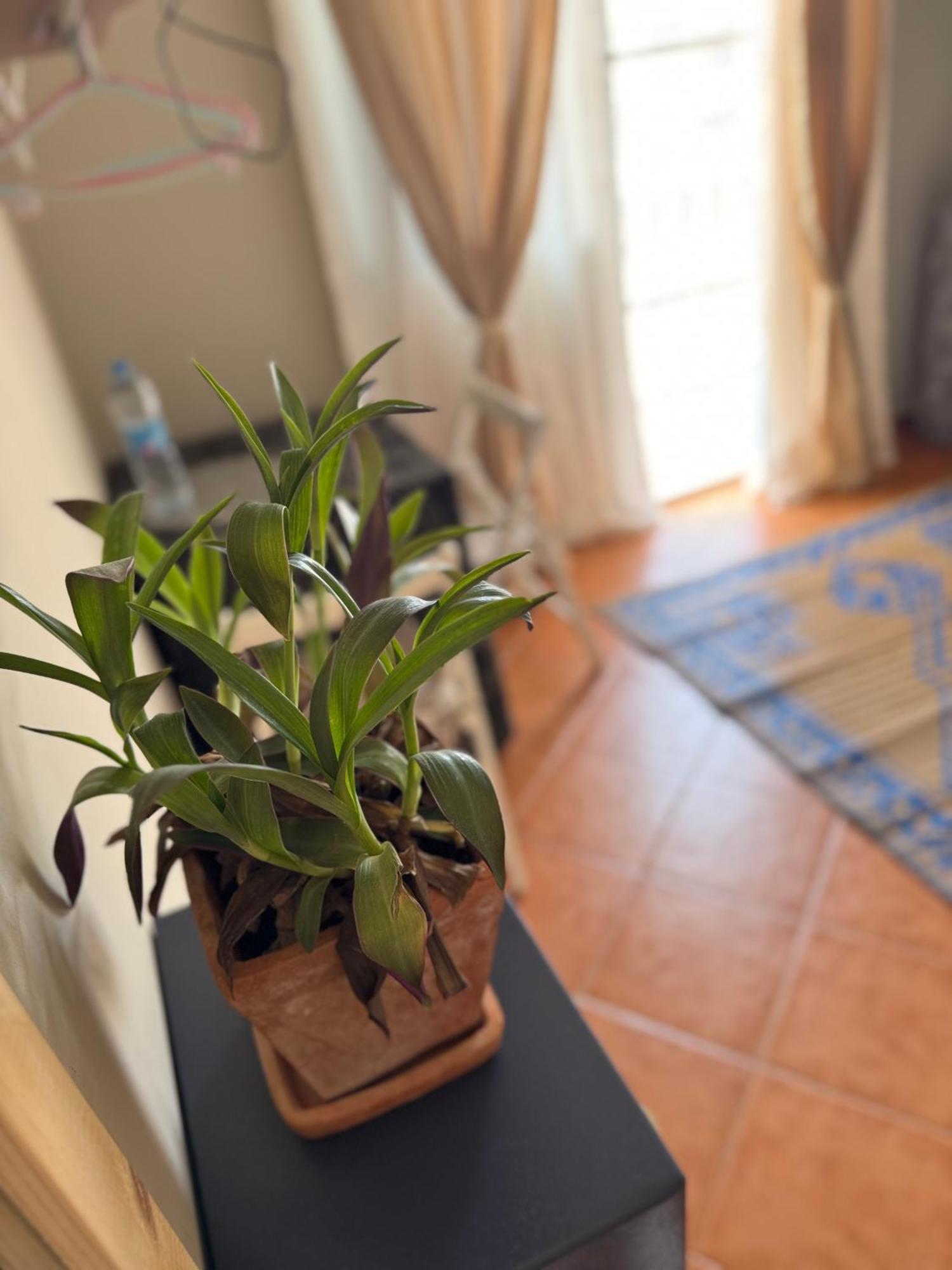 B&B Mi Ma Bo, Sal Rei, Boa Vista, Cape Verde, Free Wi-Fi Ngoại thất bức ảnh